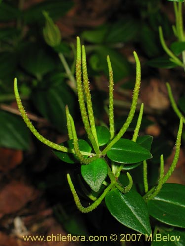 Bild von Peperomia fernandeziana (). Klicken Sie, um den Ausschnitt zu vergrössern.