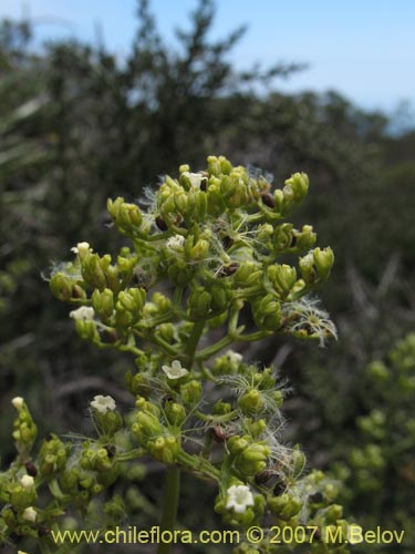 Valeriana sp. #1382的照片