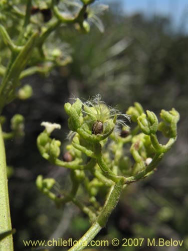 Valeriana sp. #1382的照片