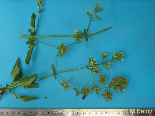 Image of Valeriana sp. #1382 (). Click to enlarge parts of image.