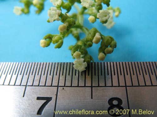 Valeriana sp. #1382的照片