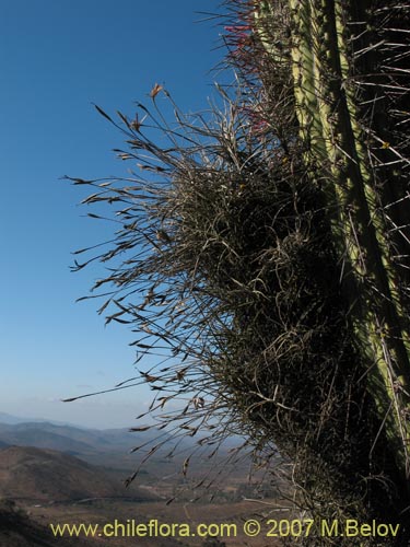 Image of Tillandsia capillaris (Clavel del aire). Click to enlarge parts of image.