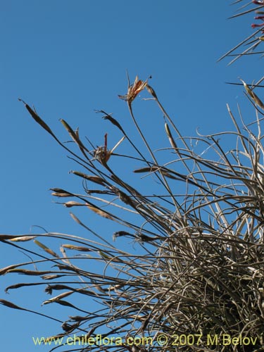 Image of Tillandsia capillaris (Clavel del aire). Click to enlarge parts of image.