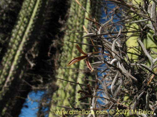 Tillandsia capillarisの写真