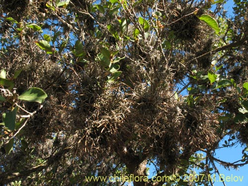 Imágen de Tillandsia capillaris (Clavel del aire). Haga un clic para aumentar parte de imágen.