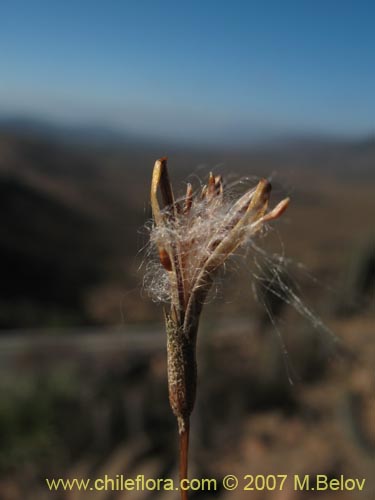 Image of Tillandsia capillaris (Clavel del aire). Click to enlarge parts of image.