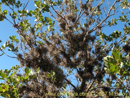 Image of Tillandsia capillaris (Clavel del aire). Click to enlarge parts of image.