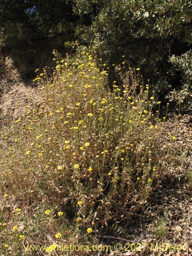 Haplopappus sp. #2319の写真