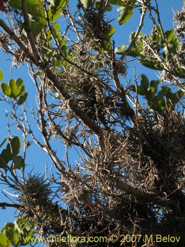 Imágen de Tillandsia capillaris (Clavel del aire). Haga un clic para aumentar parte de imágen.