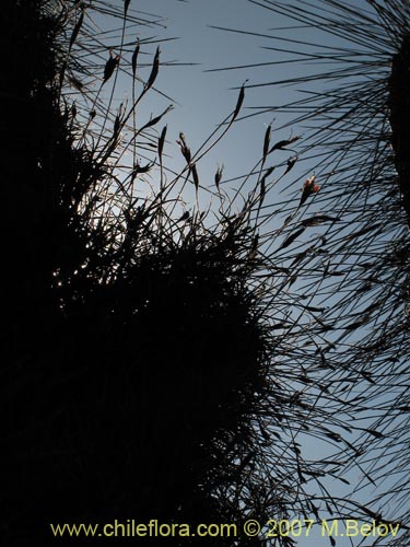 Imágen de Tillandsia capillaris (Clavel del aire). Haga un clic para aumentar parte de imágen.