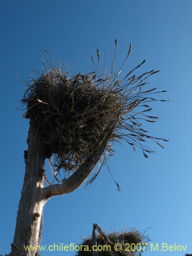 Imágen de Tillandsia capillaris (Clavel del aire). Haga un clic para aumentar parte de imágen.