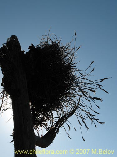 Image of Tillandsia capillaris (Clavel del aire). Click to enlarge parts of image.