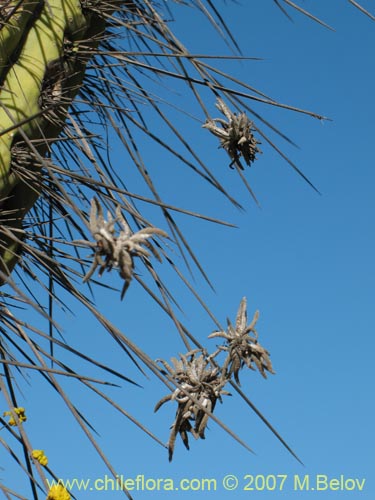 Image of Tillandsia capillaris (Clavel del aire). Click to enlarge parts of image.