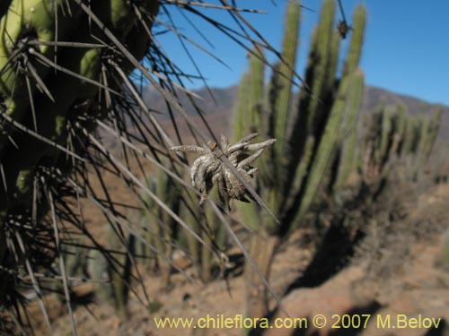 Imágen de Tillandsia capillaris (Clavel del aire). Haga un clic para aumentar parte de imágen.