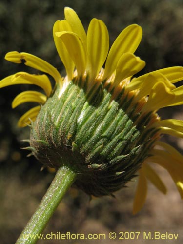 Haplopappus sp. #2319の写真