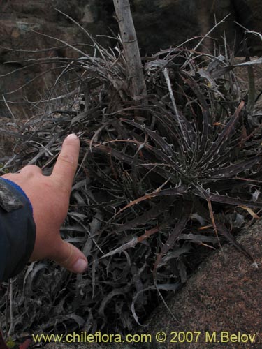 Bild von Puya gilmartinii (). Klicken Sie, um den Ausschnitt zu vergrössern.