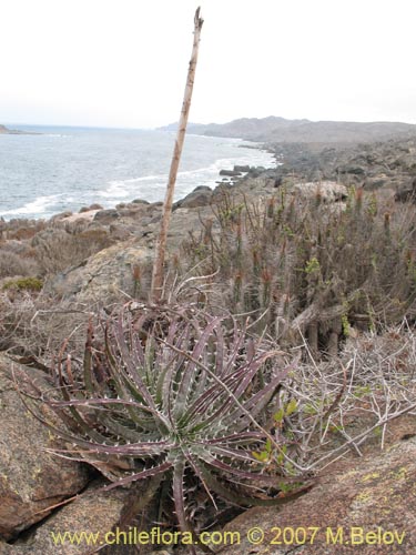 Image of Puya gilmartinii (). Click to enlarge parts of image.