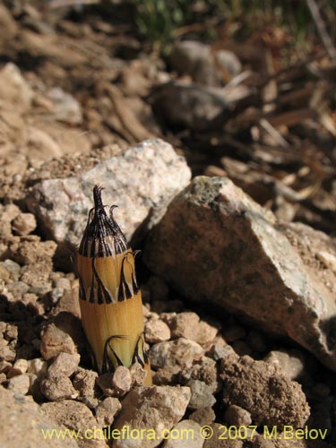 Equisetum giganteum的照片