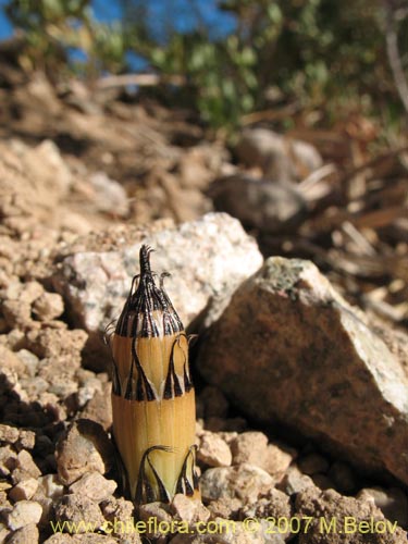 Image of Equisetum giganteum (). Click to enlarge parts of image.