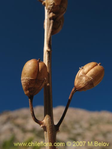 Фотография Не определенное растение sp. #1732 (). Щелкните, чтобы увеличить вырез.