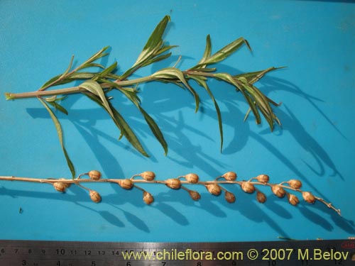 Image of Unidentified Plant sp. #1732 (). Click to enlarge parts of image.