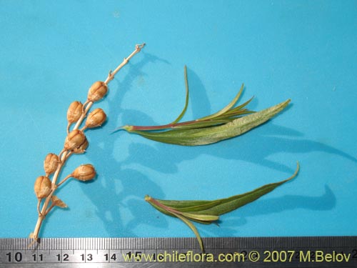 未確認の植物種 sp. #1732の写真