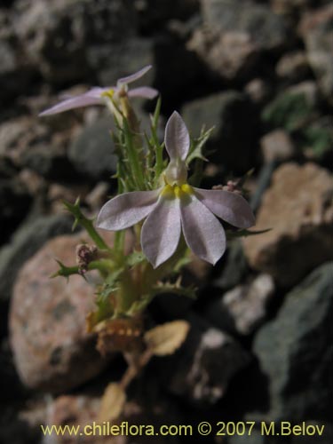 Imágen de Cyphocarpus rigescens (). Haga un clic para aumentar parte de imágen.