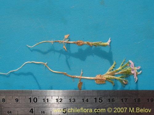 Image of Cyphocarpus rigescens (). Click to enlarge parts of image.