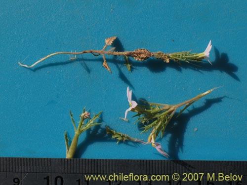 Фотография Cyphocarpus rigescens (). Щелкните, чтобы увеличить вырез.