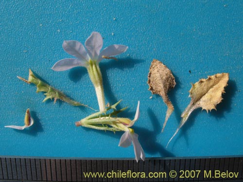 Cyphocarpus rigescens的照片