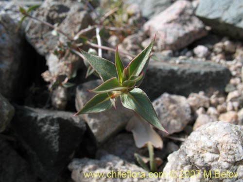 Imágen de Pleurophora pungens (Lengua de gallina). Haga un clic para aumentar parte de imágen.