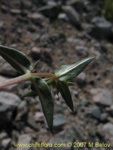 Bild von Pleurophora pungens (Lengua de gallina). Klicken Sie, um den Ausschnitt zu vergrössern.