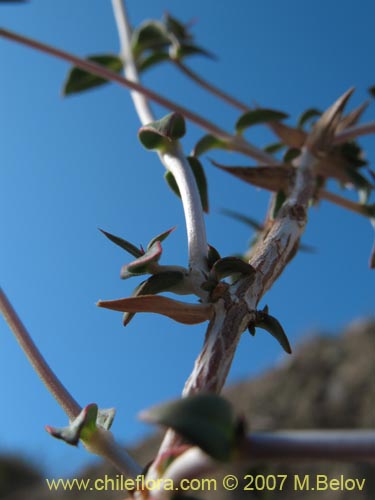 Image of Pleurophora pungens (Lengua de gallina). Click to enlarge parts of image.