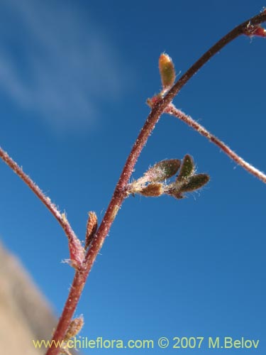 Image of Unidentified Plant sp. #1762 (). Click to enlarge parts of image.