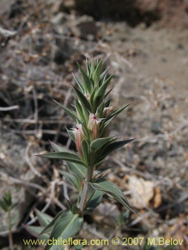 Фотография Pleurophora pungens (Lengua de gallina). Щелкните, чтобы увеличить вырез.