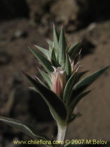 Bild von Pleurophora pungens (Lengua de gallina). Klicken Sie, um den Ausschnitt zu vergrössern.