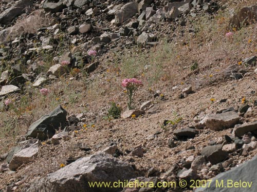 Image of Alstroemeria crispata (). Click to enlarge parts of image.