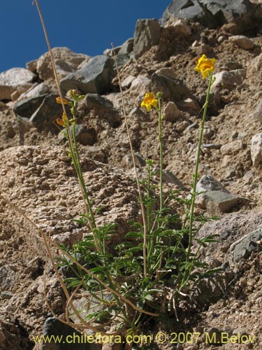 Imágen de Argylia potentillaefolia (). Haga un clic para aumentar parte de imágen.