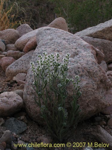 Bild von Cryptantha diffusa (). Klicken Sie, um den Ausschnitt zu vergrössern.