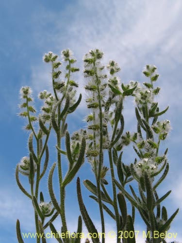 Imágen de Cryptantha diffusa (). Haga un clic para aumentar parte de imágen.