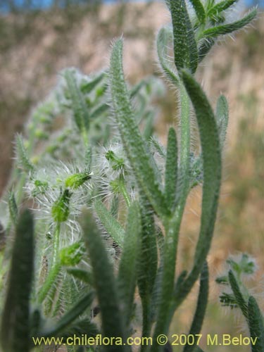 Bild von Cryptantha diffusa (). Klicken Sie, um den Ausschnitt zu vergrössern.