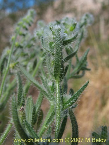 Image of Cryptantha diffusa (). Click to enlarge parts of image.