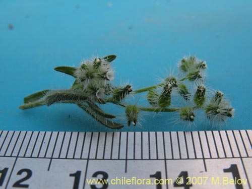 Image of Cryptantha diffusa (). Click to enlarge parts of image.