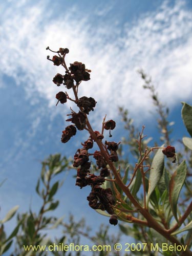 Image of Escallonia angustifolia var. coquimbensis (). Click to enlarge parts of image.