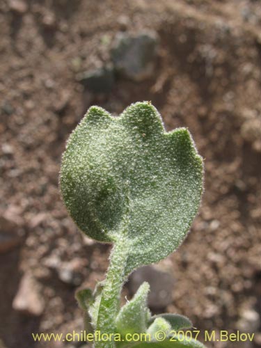 Homalocarpus dichotomus的照片