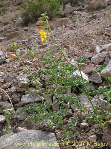 Imágen de Argylia potentillaefolia (). Haga un clic para aumentar parte de imágen.