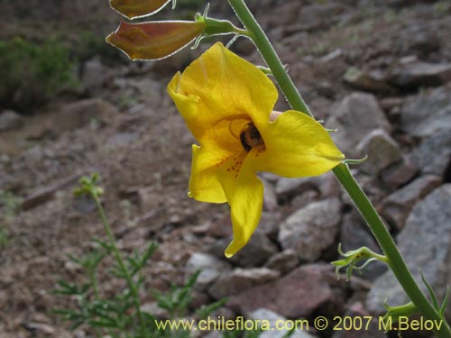 Bild von Argylia potentillaefolia (). Klicken Sie, um den Ausschnitt zu vergrössern.