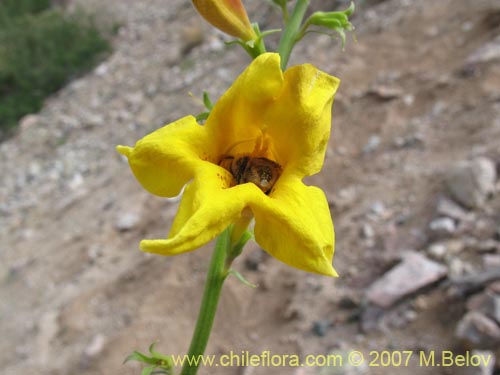 Image of Argylia potentillaefolia (). Click to enlarge parts of image.