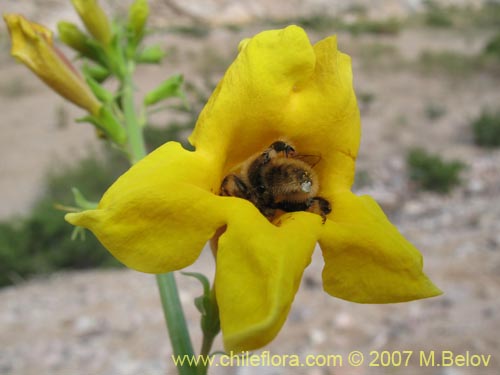 Фотография Argylia potentillaefolia (). Щелкните, чтобы увеличить вырез.