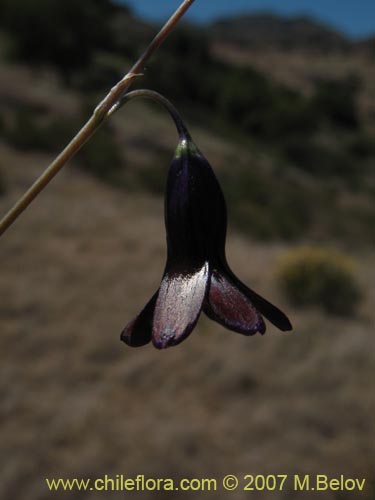 Фотография Conanthera campanulata (). Щелкните, чтобы увеличить вырез.